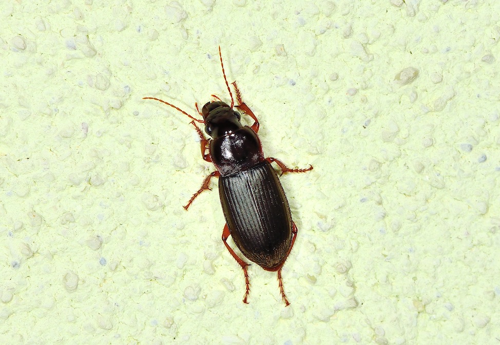 Acinopus picipes ? no, Pseudoophonus rufipes